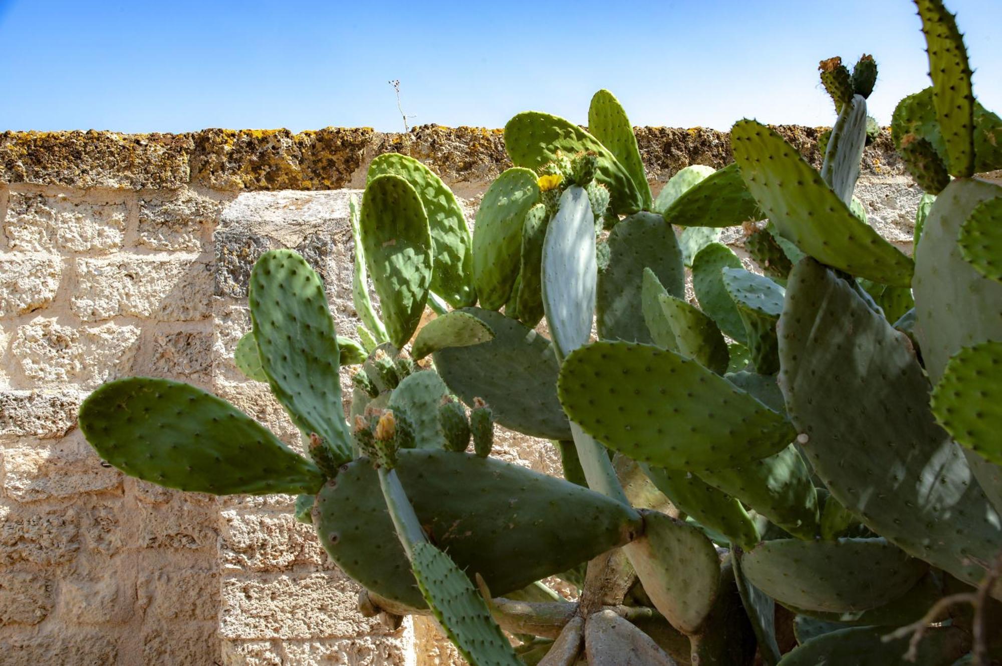 Masseria Bernardini By Symphonya Luxury Rentals Nardò المظهر الخارجي الصورة
